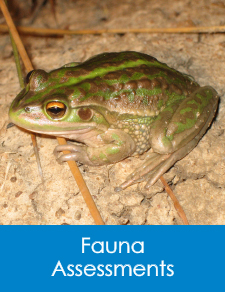 Nature Advisory provides ecological consulting services including Fauna Assessments