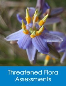 Nature Advisory provides ecological consulting services including Threatened Flora Assessments