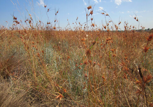 Native Vegetation Assessments