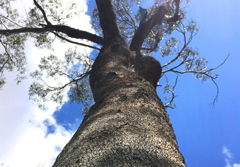 Threatened Flora Assessments