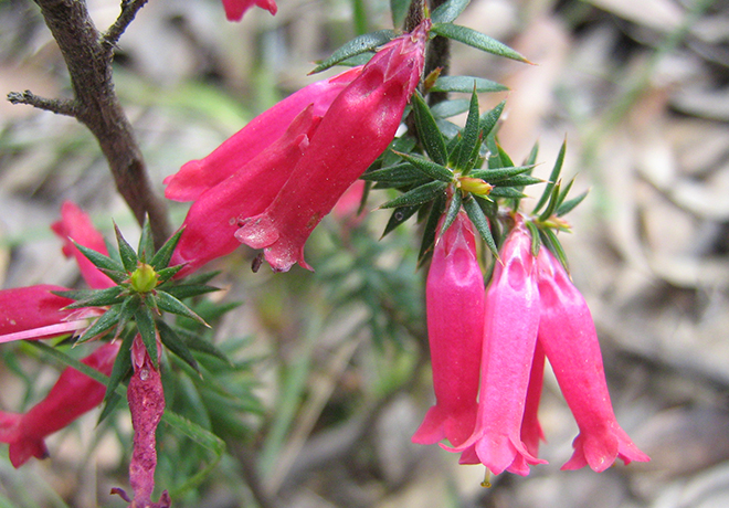 Epacris impressa