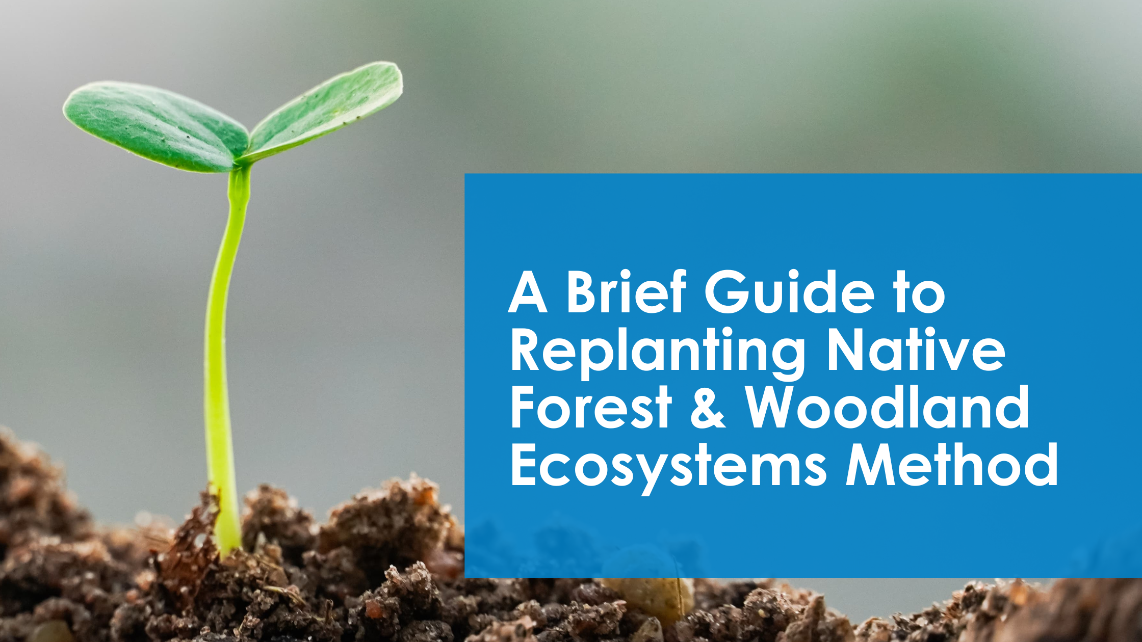 A Brief Guide to Replanting Native Forest & Woodland Ecosystems Method